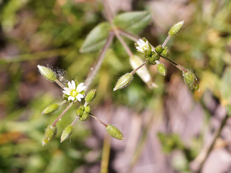 Image of Cerastium holosteoides specimen.