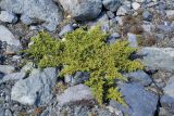 Juniperus sibirica. Вегетирующее растение. Юго-Восточный Алтай, Северо-Чуйский хребет, верховья долины Машей. Начало августа 2008 г.