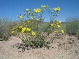 Senecio subdentatus. Цветущее растение. Казахстан, пустыня в окр. ю-з. угла оз. Балхаш. 20 мая 2016 г.