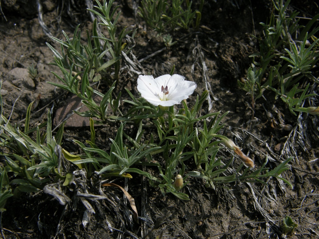 Изображение особи Convolvulus ammannii.