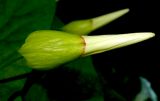 Calystegia silvatica