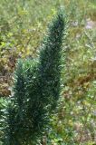 Artemisia absinthium