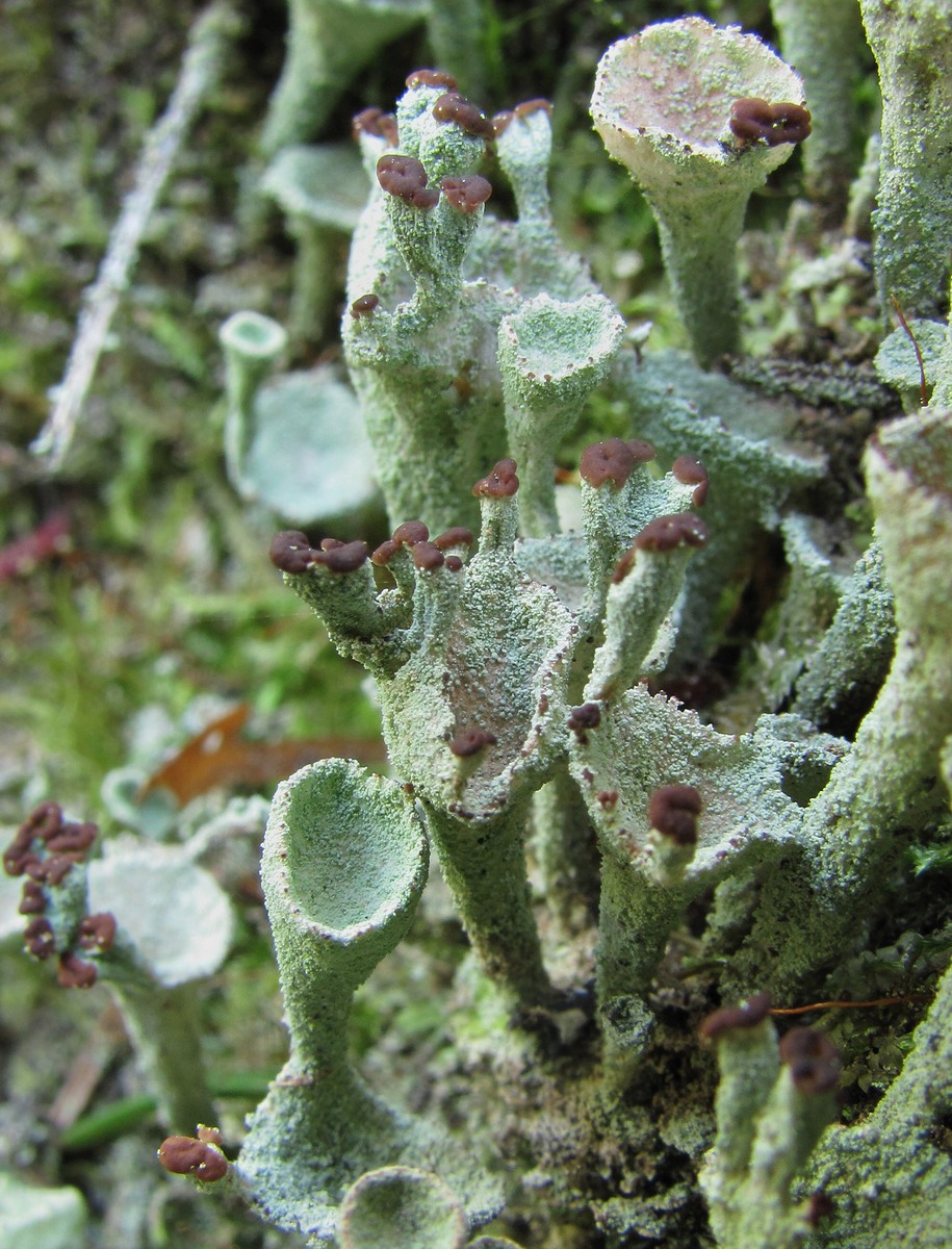 Изображение особи род Cladonia.