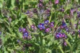 Anchusa azurea