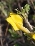 genus Chamaecytisus. Цветок. Украина, Запорожская обл., Запорожский р-н, Малоекатериновское охотничье-рыболовное хозяйство, степь, возвышенность. 17.04.2016.