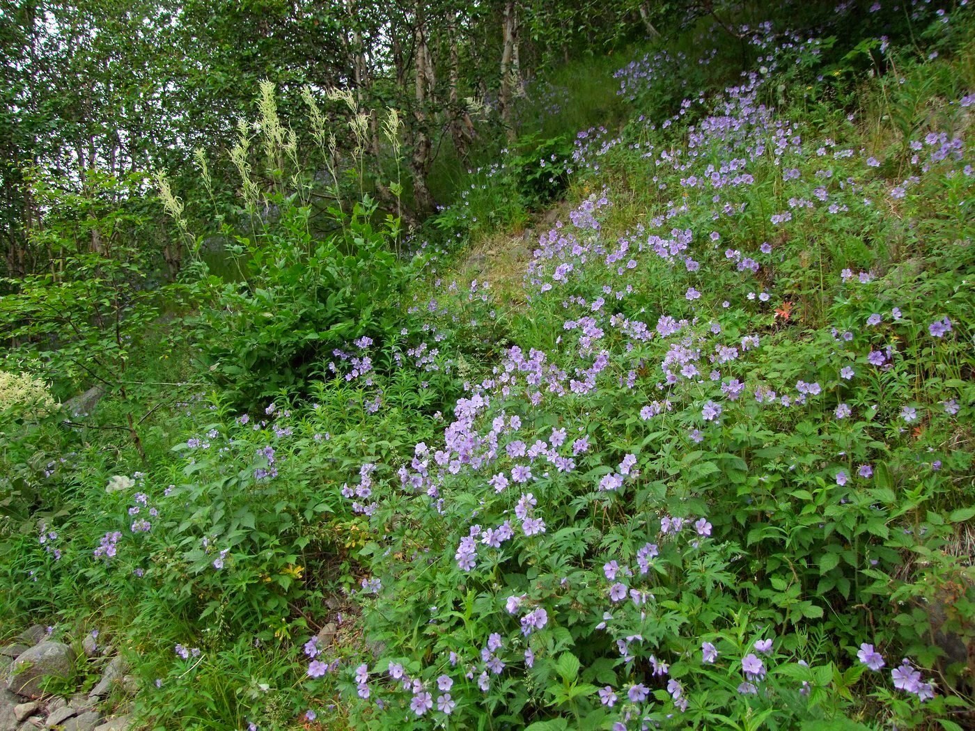 Изображение особи Geranium erianthum.