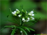 Cardamine impatiens