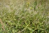 Festuca gigantea