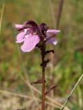 Pedicularis adunca. Верхушка побега с цветком. Магаданская обл., Ольский р-н, окр. оз. Глухое, мохово-осоково-кустарничковое болото. 31.07.2017.