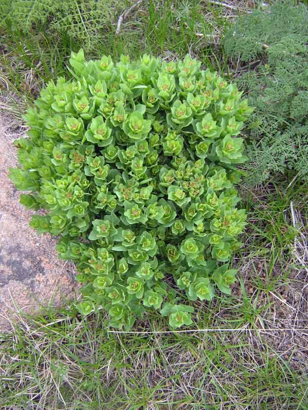 Изображение особи Euphorbia pachyrrhiza.
