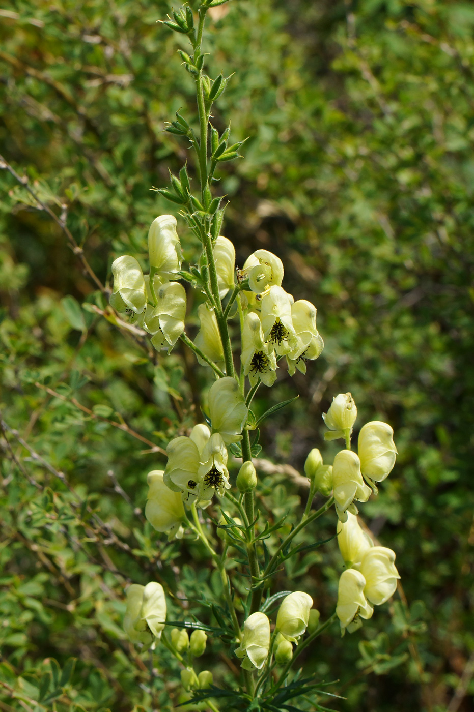 Изображение особи Aconitum anthoroideum.