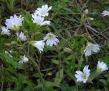 Cerastium arvense