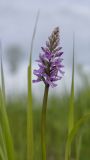 Dactylorhiza fuchsii