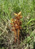 Orobanche alba подвид xanthostigma. Отцветающие растения. Дагестан, Табасаранский р-н, 4 км к северо-востоку от с. Дарваг, поляна в дубовом лесу. 3 июня 2019 г.