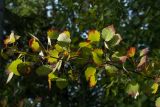 Populus tremula