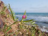 Vicia angustifolia. Верхушка цветущего растения. Краснодарский край, Темрюкский р-н, мыс Железный Рог, приморский обрывистый глинистый склон с выходами бурого железняка. 01.05.2015.