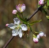 Cerasus glandulosa