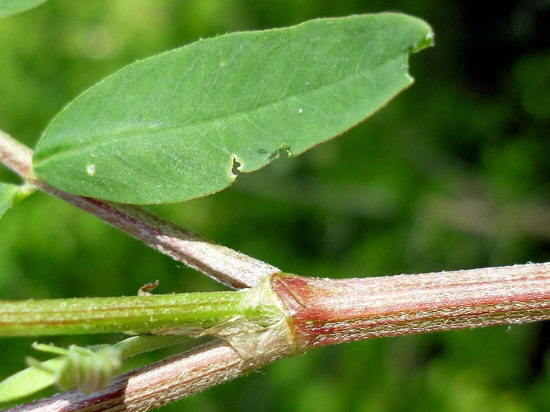 Изображение особи Astragalus schelichowii.