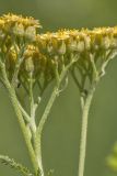 род Achillea