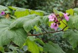 Rubus odoratus. Верхушка цветущего растения. Республика Коми, г. Сыктывкар, ул. Ботанический сад, Ботсад СГУ. 14.09.2019.