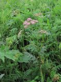 Pimpinella rhodantha