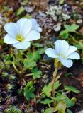 Saxifraga sibirica