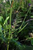 Pimpinella rhodantha