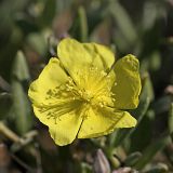 Helianthemum songaricum. Цветок. Южный Казахстан, Таласский Алатау, подгорная степь, сай Унгур. 13.07.2010.