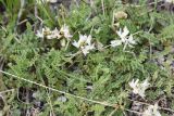 Astragalus alpinus. Цветущее растение. Казахстан, окр. Алматы, Заилийский Алатау, Большое Алмаатинское ущелье, окр. Большого Алмаатинского озера, ≈ 2600 м н.у.м., мелкозёмистый склон. 5 июня 2022 г.