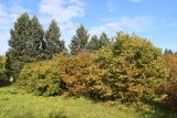 Corylus americana