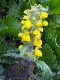 Phlomoides speciosa