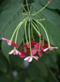Combretum indicum. Соцветие с цветками и бутонами. Израиль, г. Бат-Ям, в культуре. 12.11.2023.