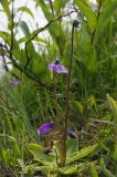 Pinguicula vulgaris