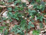 Potentilla micrantha. Цветущее растение. Крым, окр. водопада Джурла. 03.05.2011.