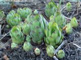 Sempervivum ruthenicum