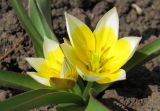 Tulipa tarda