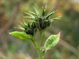 Helianthus tuberosus. Верхушка побега с нераспустившимися соцветиями. Крым, Севастополь, р. Бельбек, окр. пос. Любимовка. 9 сентября 2012 г.