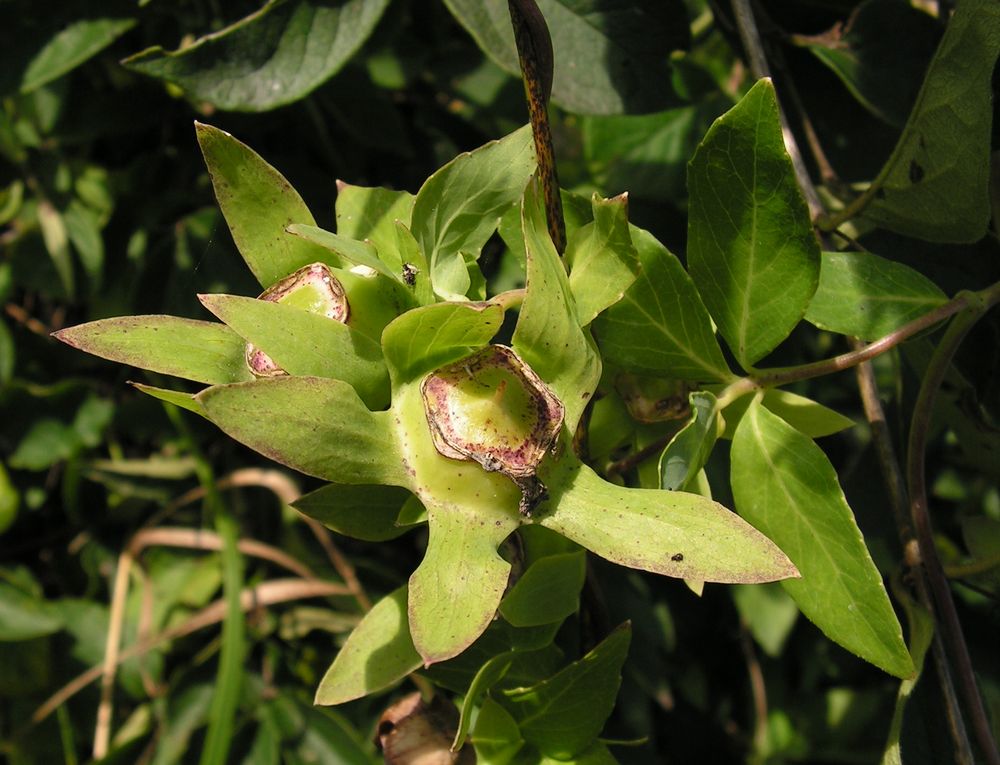 Изображение особи Codonopsis lanceolata.