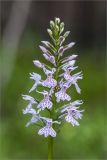 Dactylorhiza maculata. Соцветие (светлоокрашенная форма). Ленинградская обл., Лужский р-н, окр. дер. Сяберо. 30.06.2012.