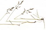 Deschampsia altaica