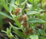 Scutellaria hastifolia. Верхушка побега со зреющими плодами. Краснодарский край, Щербиновский р-н, урочище Лиман Большой, сазовая степь. 12.06.2013.