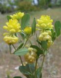 Trifolium campestre