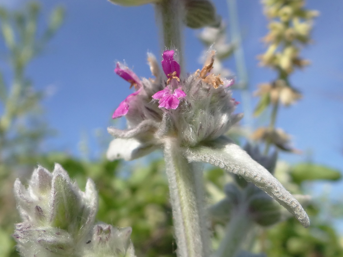 Изображение особи Stachys velata.