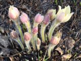 Pulsatilla orientali-sibirica