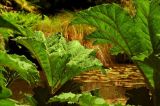 Gunnera tinctoria