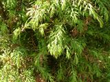 Juniperus communis. Ветви. Кемеровская обл., г. Прокопьевск. 06.07.2014.