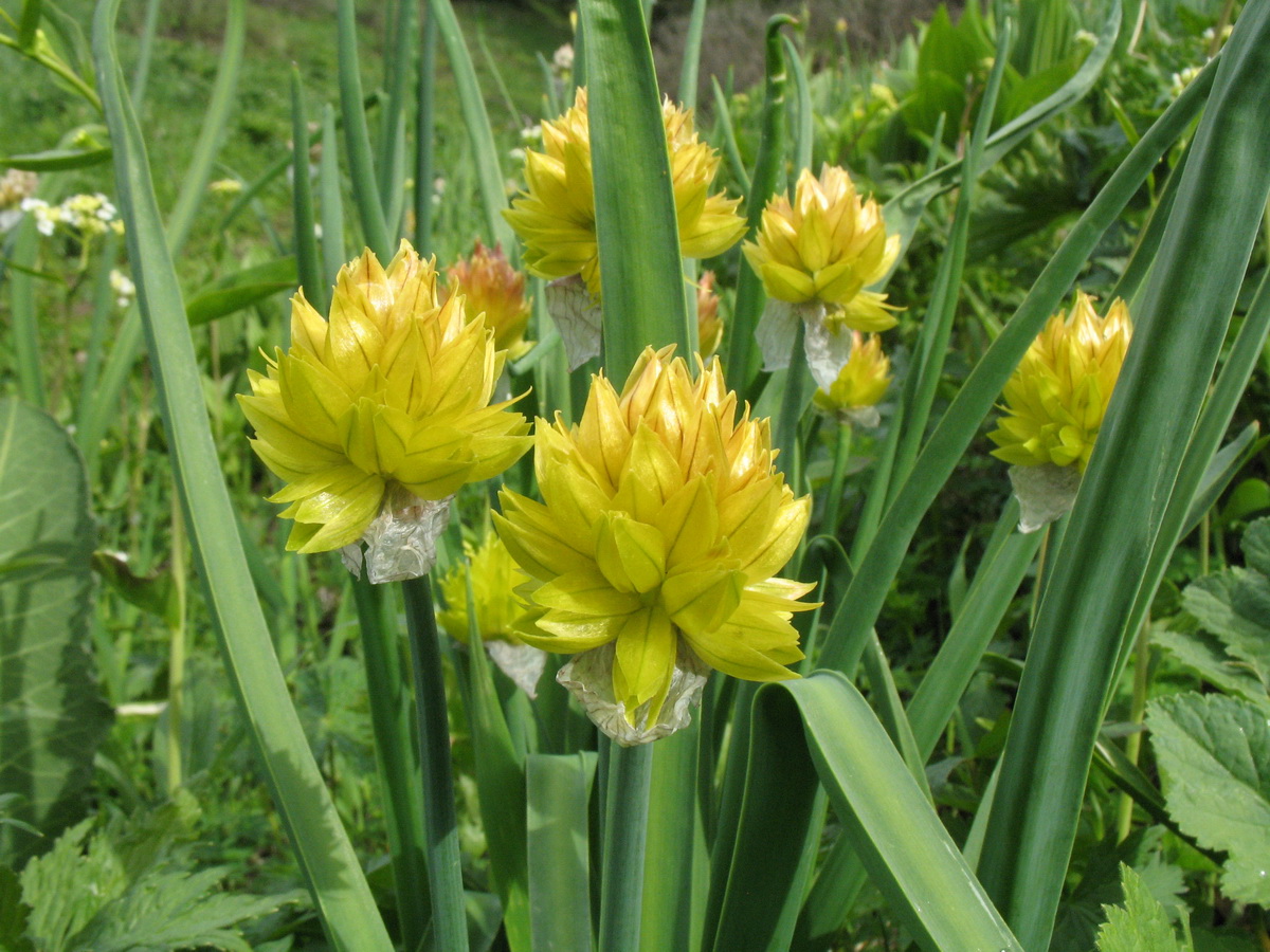 Изображение особи Allium semenowii.