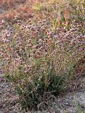 Limonium suffruticosum. Растение в кермеково-сочномноголетнесолянковом [Kalidium foliatum + Halochemum strobilaceum] сообществе. Казахстан, Павлодарская обл., 3 км восточнее с. Ямышевское на правом берегу Иртыша, северо-западный берег Солёного Ямышевского озера, плоская терраса в озёрной котловине; гидроморфный оглеенный хлоридный солончак (однолетнесолянково-кермеково-поташниковый сарсазанник). 9 августа 2012 г.