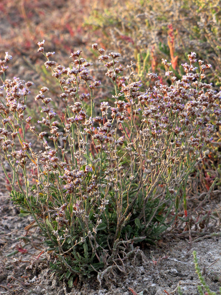 Изображение особи Limonium suffruticosum.