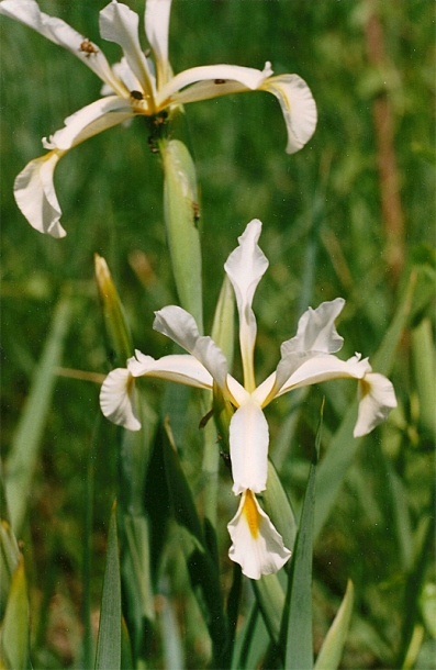 Изображение особи Iris pseudonotha.